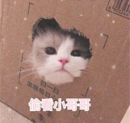 猫咪表情包｜劳资的心，收好