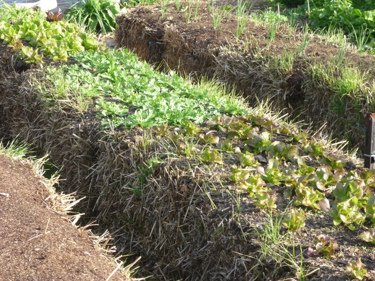 用稻草稈、秸稈制作花床，種蔬菜、養(yǎng)開花植物，好看又實(shí)用的創(chuàng)意