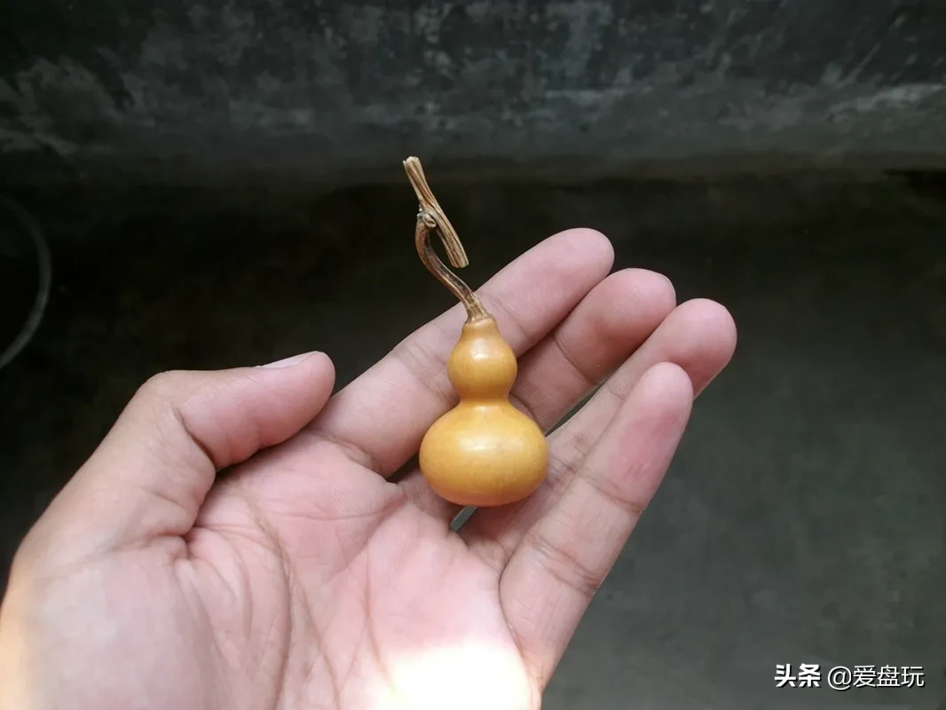 这两类葫芦长相都比较奇特,价格也能卖到成千上万