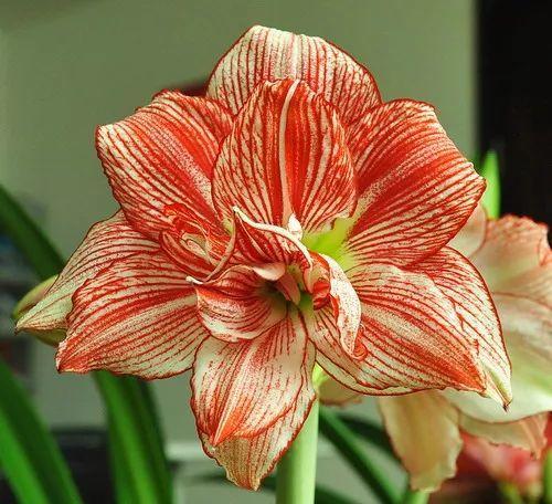 60种极品朱顶红,开花个个比脸大,见者有福!