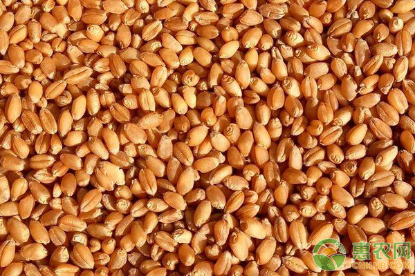 今日小麦价格多少钱一斤？2020年9月23日小麦价格行情分析