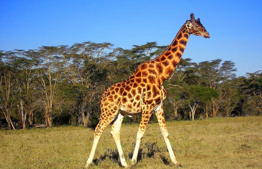 长颈鹿怎么睡觉(一天只睡30分钟的长颈鹿)