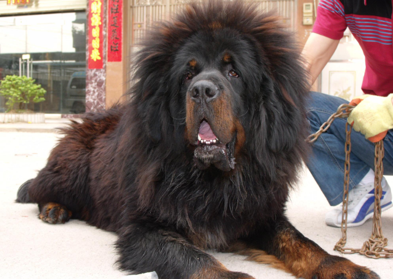 曾经身价上万的藏獒,如今跌破低价也没人要,原因这几点