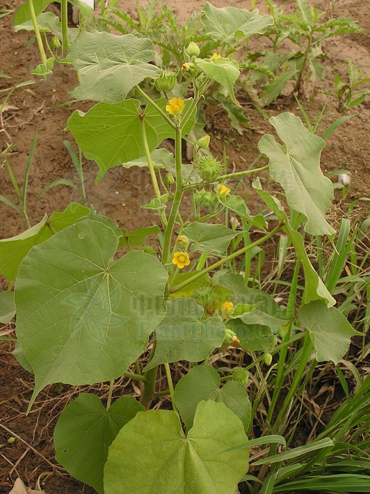 苘麻的正确读音及植物特性解析