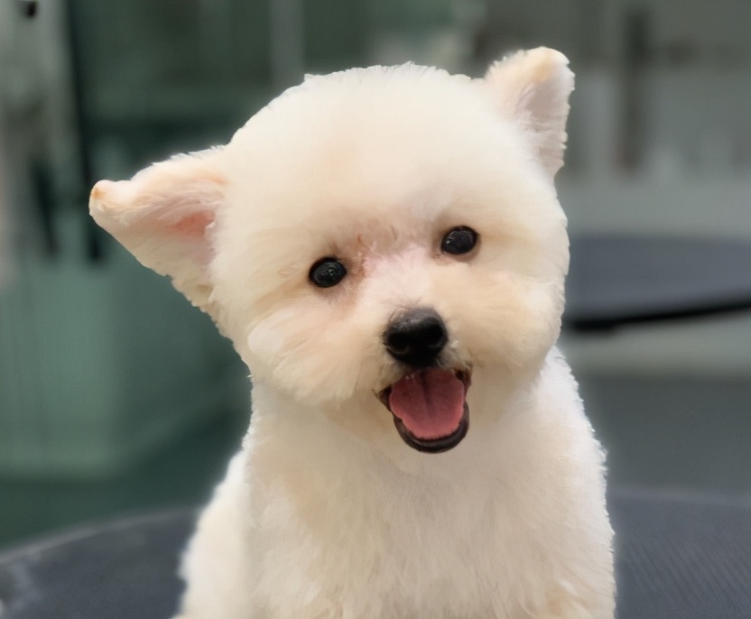 泰迪犬和比熊犬：如何区分“撞脸”的狗狗