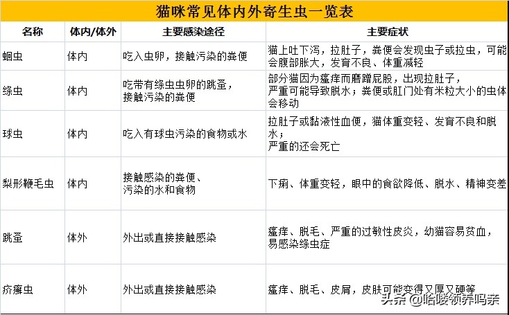 一份详细的猫寄生虫手册，看完你还敢说猫咪不需要驱虫吗？