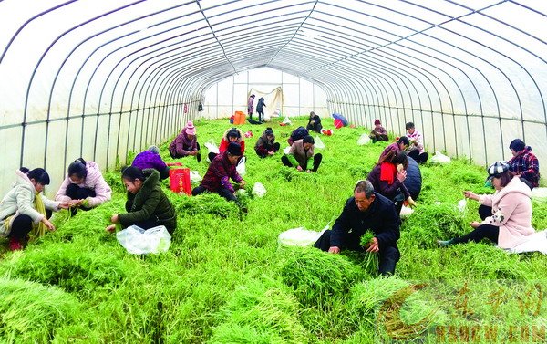 创办农村合作社的优点和缺点，快来看看