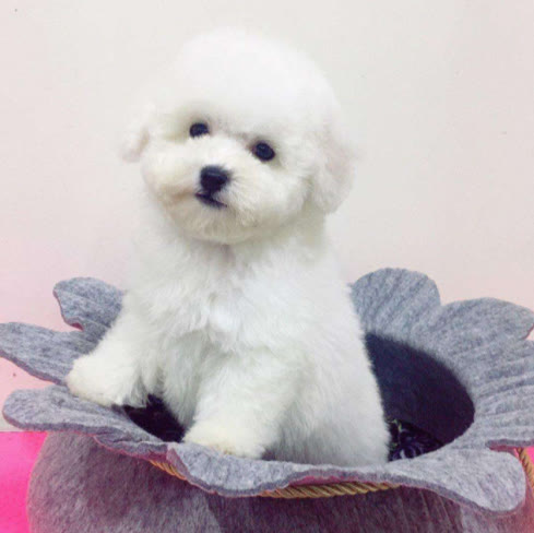 比熊犬训练方法与饲养禁忌指南