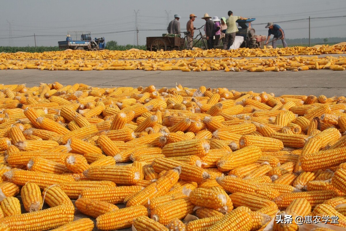农村玉米秸秆,什么地方大量收购秸秆,玉米秸秆图片大全_大山谷图库