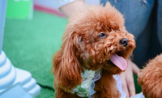 小体泰迪成年后多少斤(泰迪犬的)