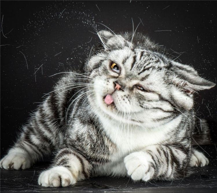 猫咪耳部清洁攻略，教你如何给猫清洗耳朵？