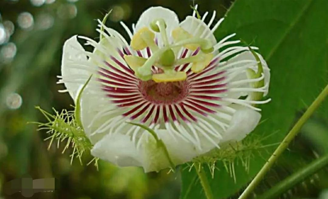 千年铁树喜开花！奇花虐恋篇：阳光美人与黑夜少年，何日君再来？