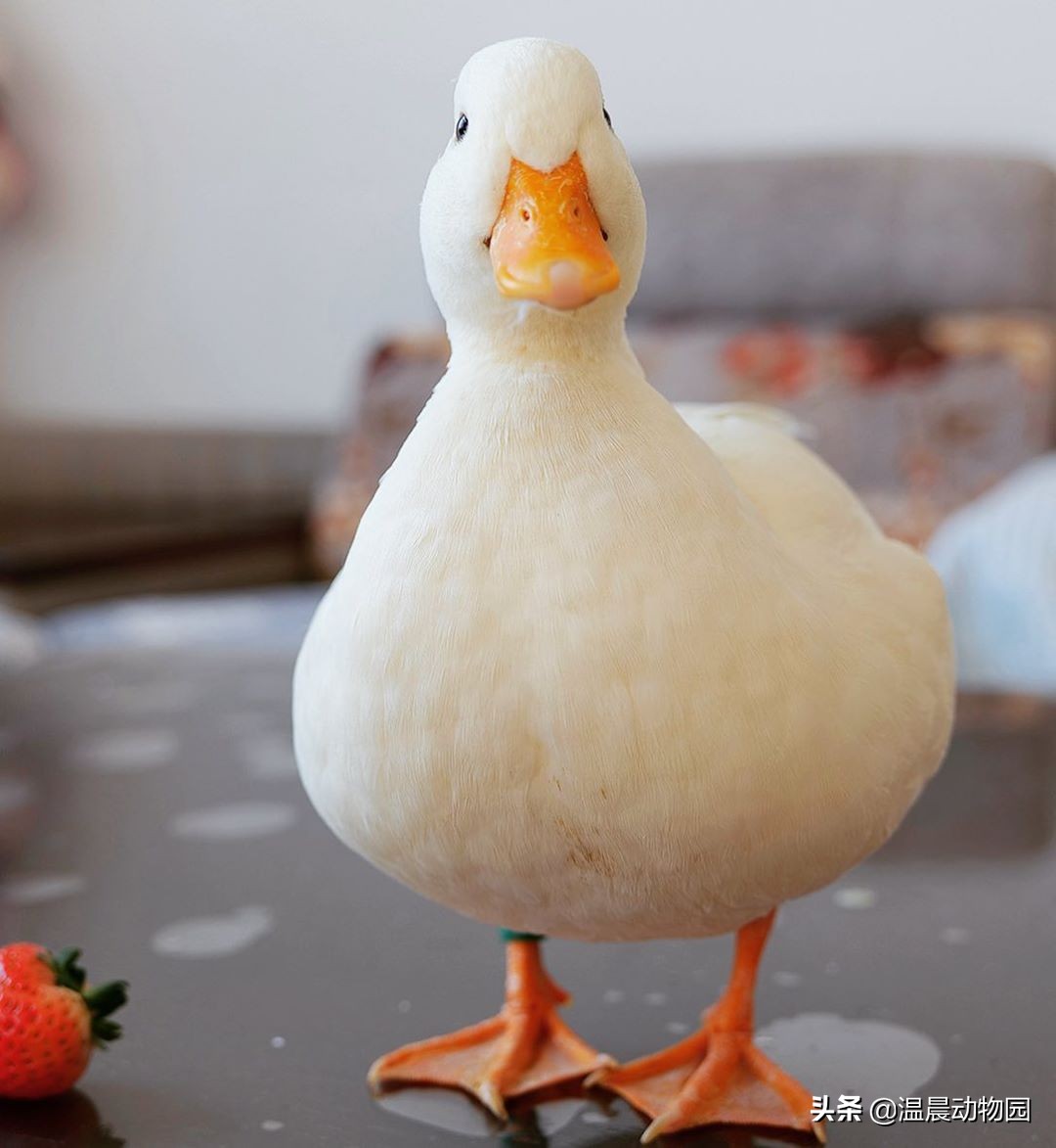 柯尔鸭图片(柯尔鸭圆润可爱) - 赤虎壹号