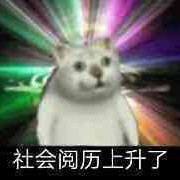 吃惊小猫表情包