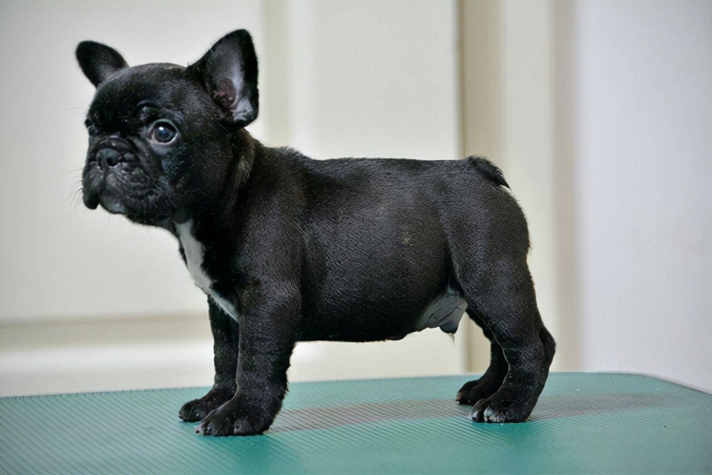 小狗拉稀怎么办吃什么药好？处理拉稀应该采取的4大措施参考