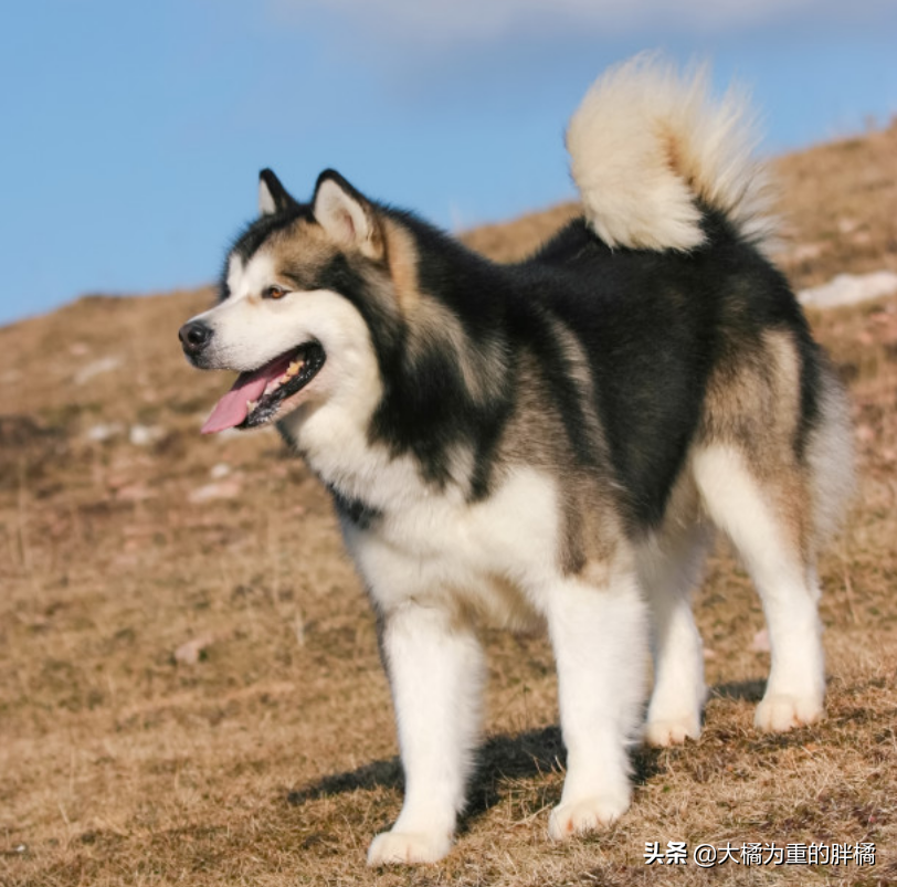 阿拉斯加雪橇犬体重图片