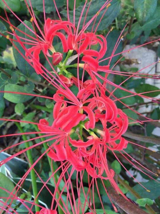 都说石蒜花有毒,但它还有你想不到的用处,不要小瞧