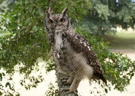 高校各种“神兽”出没，你的大学有什么？