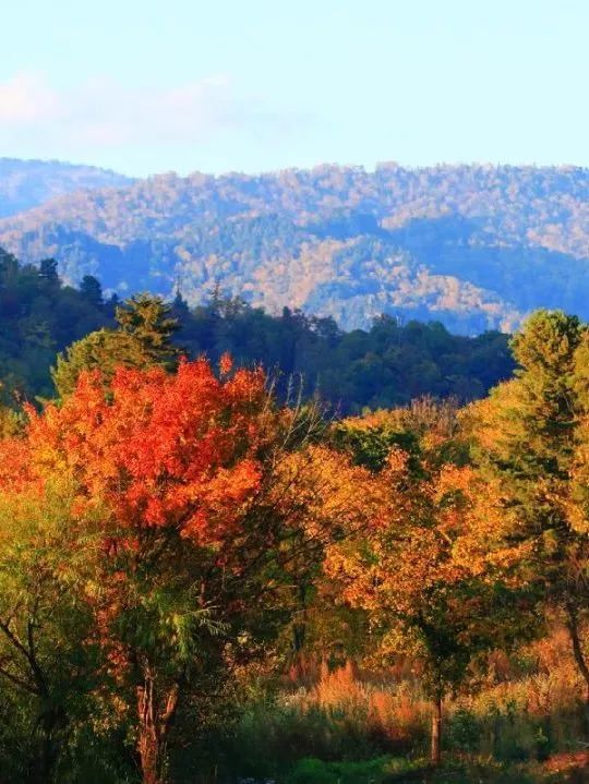 红了！长沙枫叶进入最佳观赏期，最全赏枫攻略了解一下