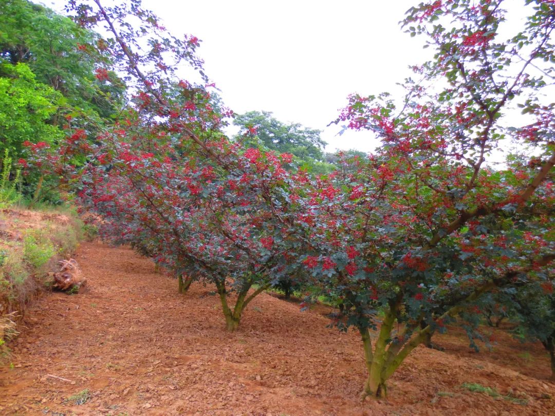 又是一年花椒红，一阵欢喜一阵愁