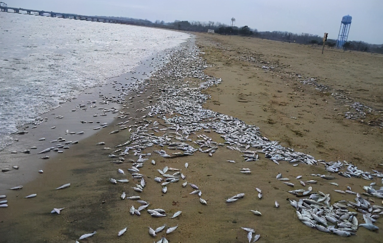 日本海岸诡异现象（沙丁鱼绵延数百米，