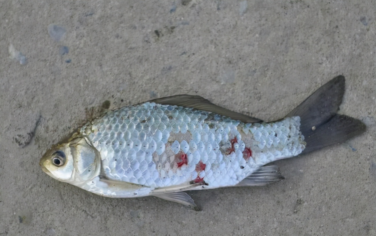 鱼身上有红斑像出血了是怎么回事,鱼身上有红斑用什么药