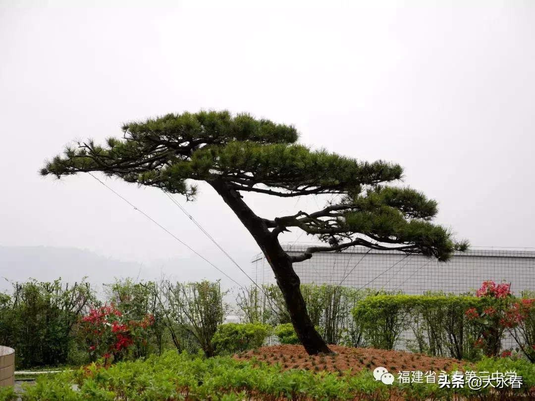 美哉！我们的永春三中