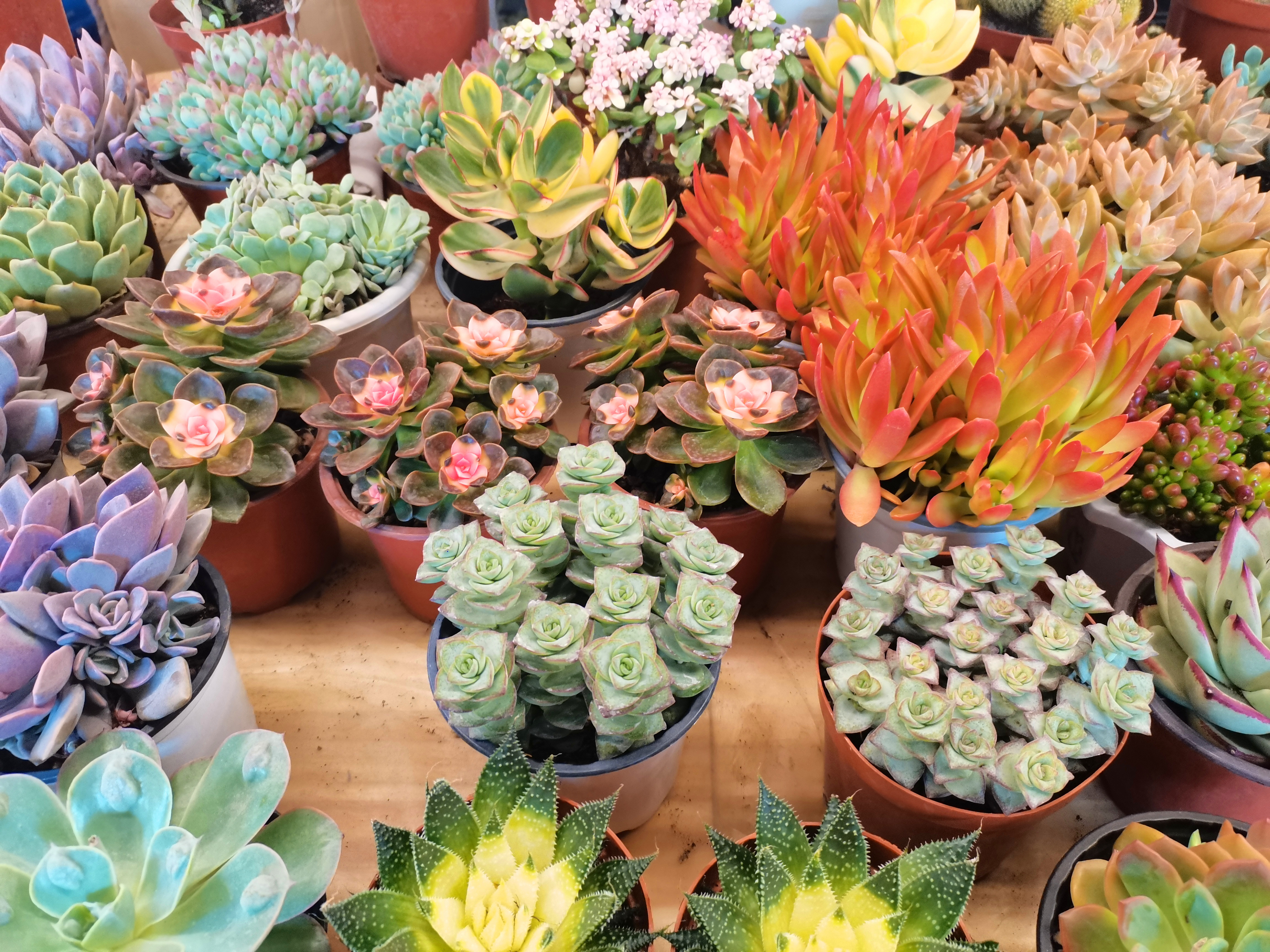 滇川藏24天之旅(五十一) 初探昆明斗南花卉交易市场