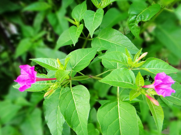 紫茉莉几点开花（紫茉莉的开花时间作用及注意事项）