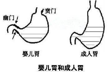 婴儿的胃水平图片