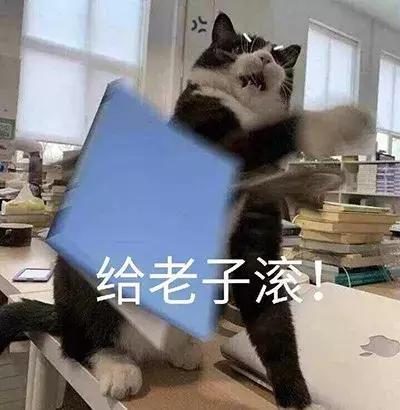 猫咪表情包合集｜我这不是肉，是妈妈的钱