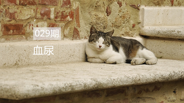 家猫尿血原因解析：常见疾病与应对方法