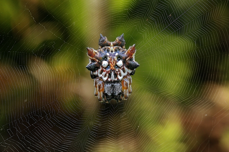 当提到鬼面蜘蛛时,你可能会先想到在科幻电影或是科幻小说里看到的
