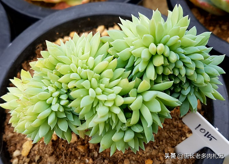 蓝色系多肉蓝色天使,会养它会变"天使",不会养它会变成爆炸头