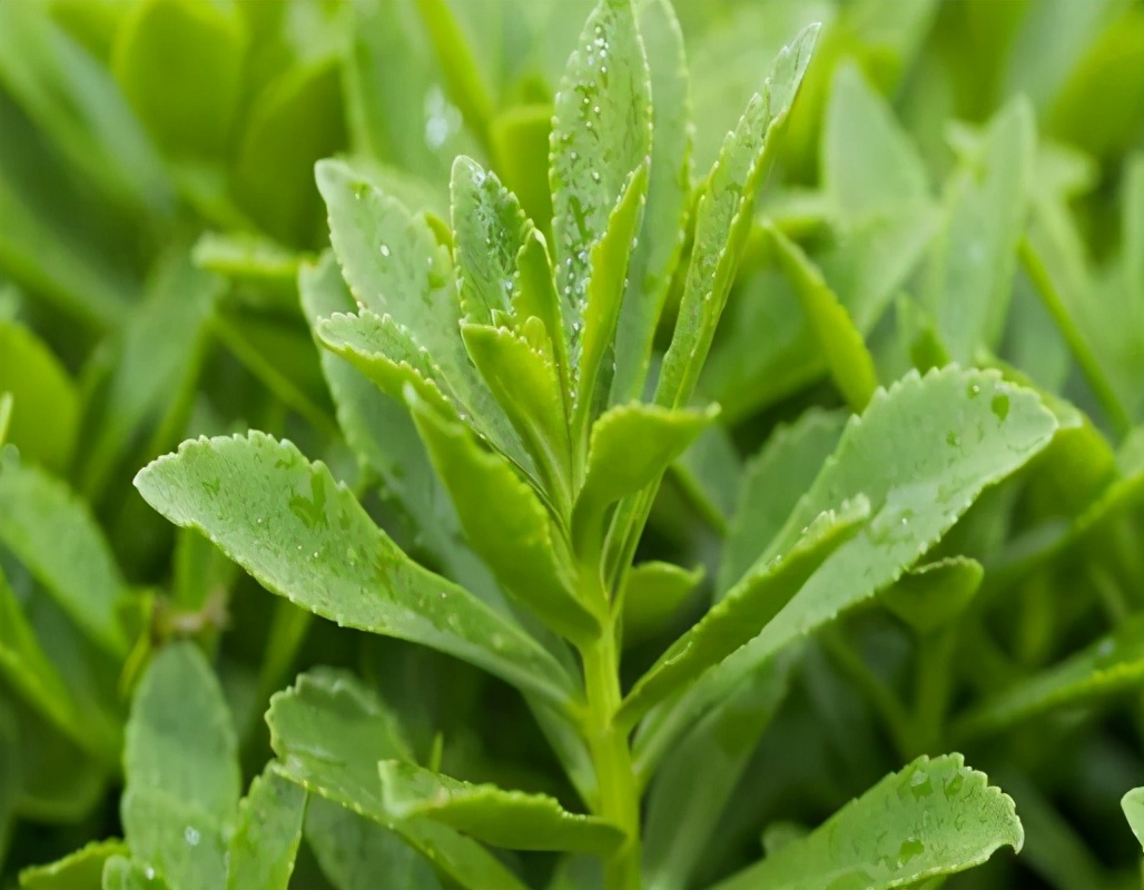 田七花叶颗粒的功效与作用(曾被当野菜吃) - 行就行