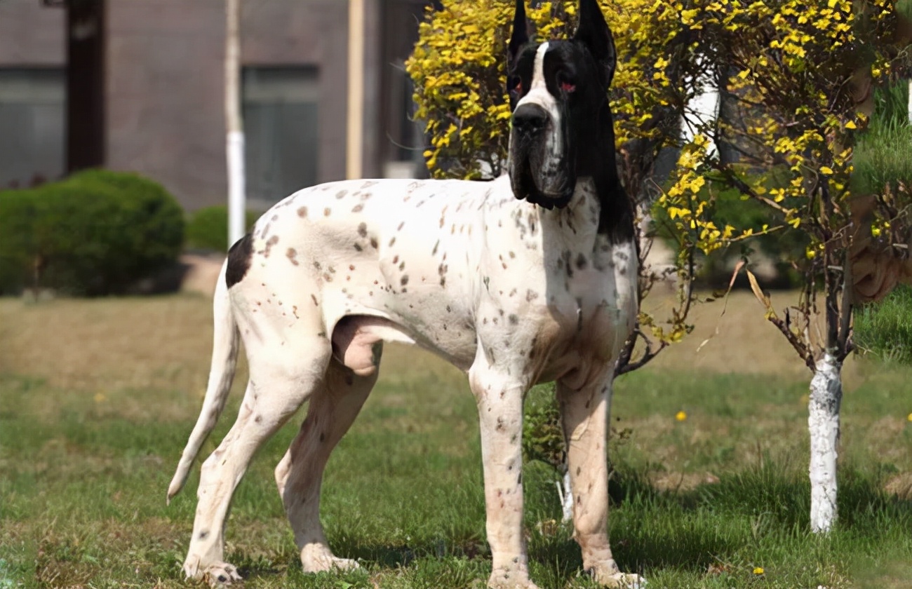 忠犬八公是什么狗(上班族养什么狗最省心) - 家电维修网