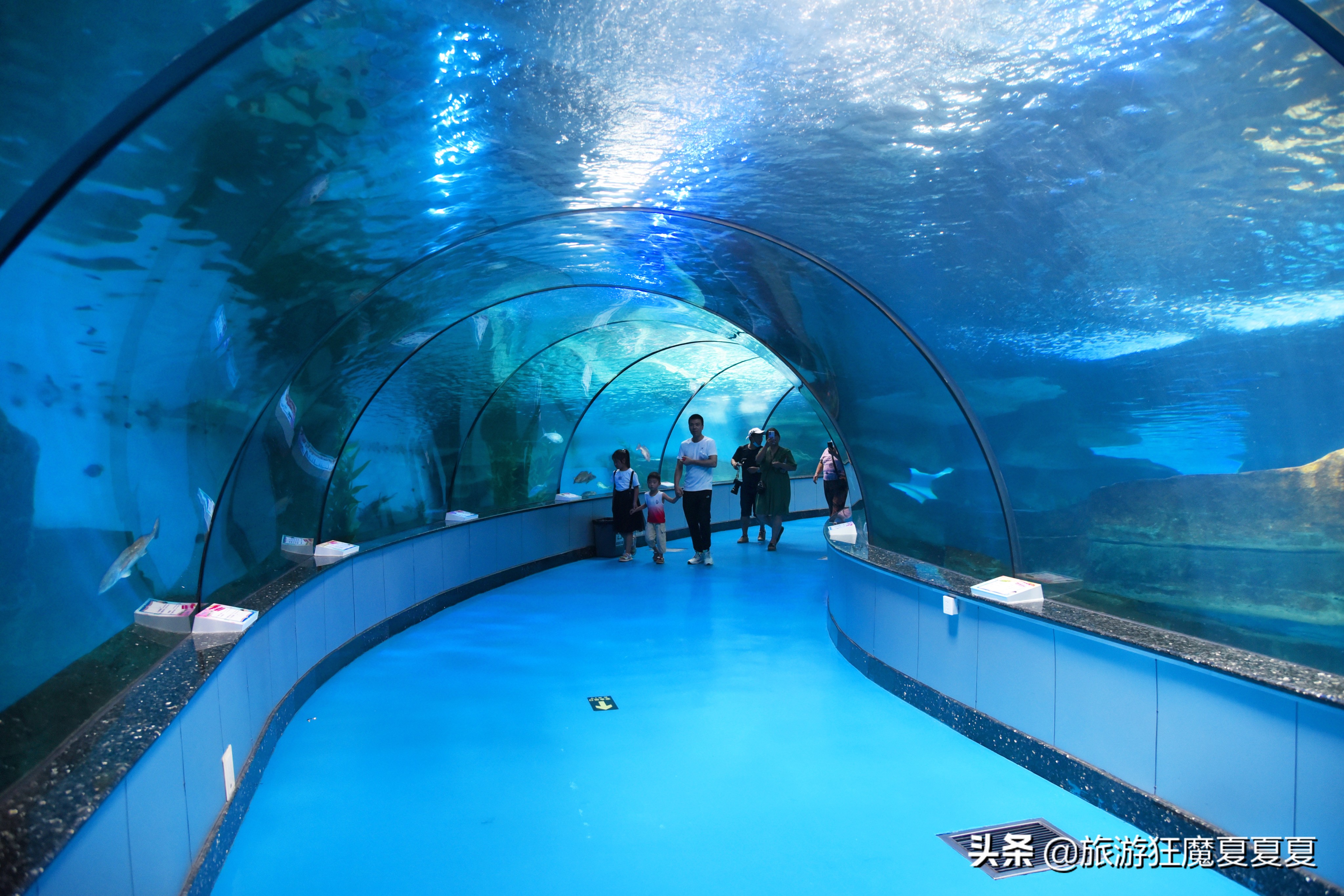 灵巧,海洋极地世界