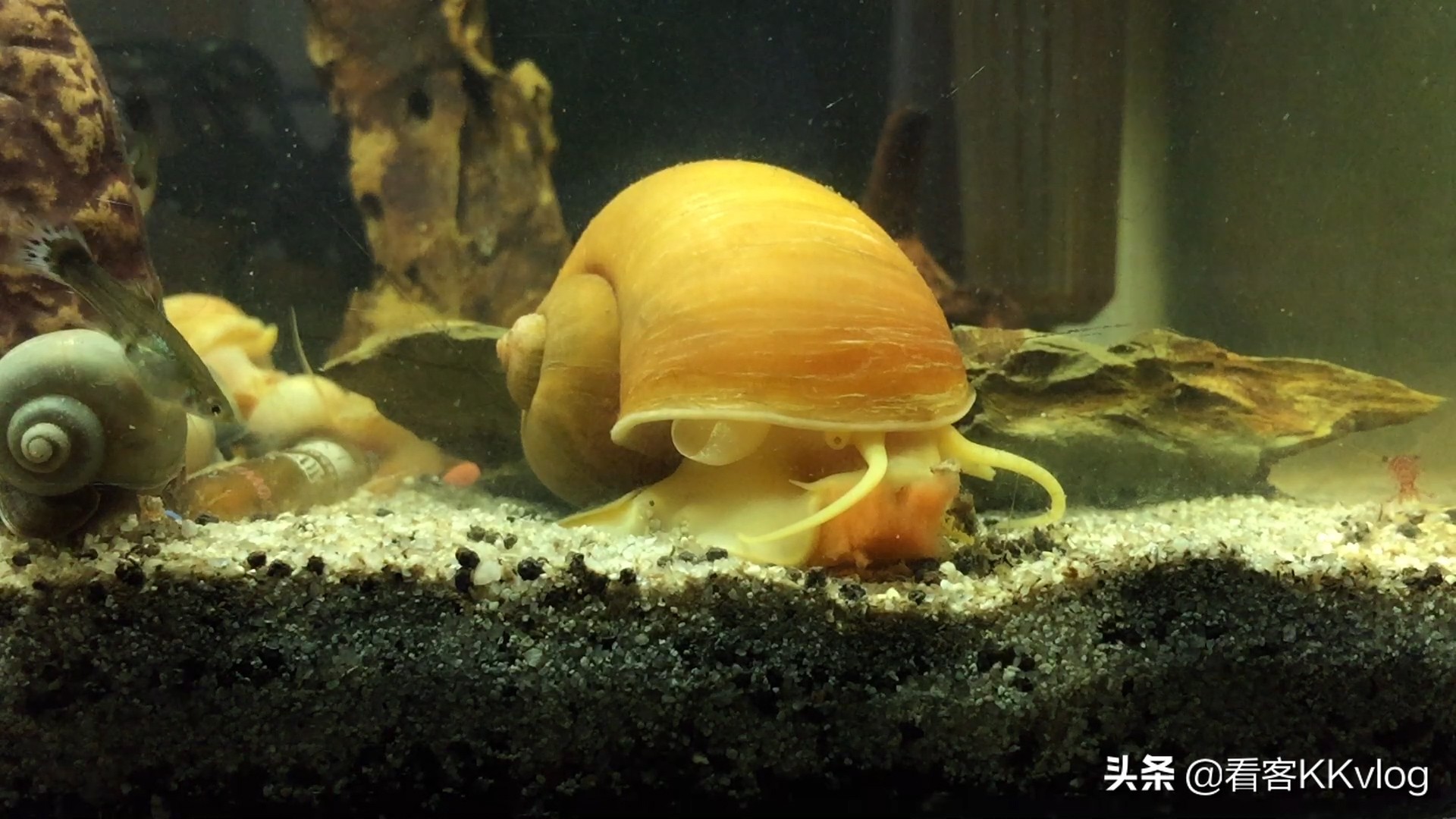 观赏螺:鱼缸除藻的用法,及其优劣势,详细分析