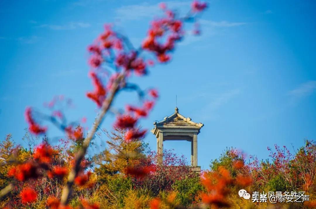 深秋泰山：一年好景君须记，最是橙黄橘绿时