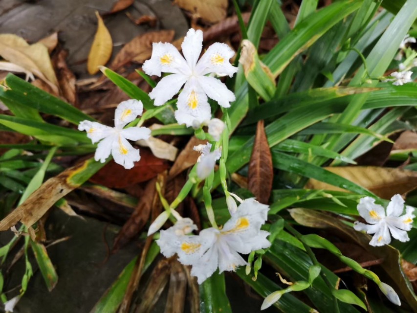 白蝴蝶花,白蝴蝶花圖片