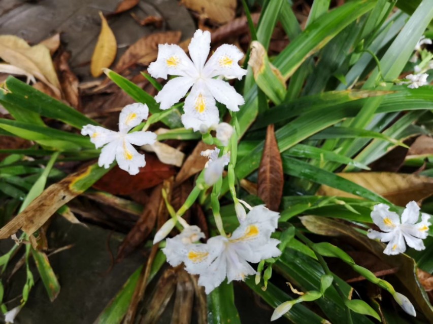 白蝴蝶花,白蝴蝶花图片