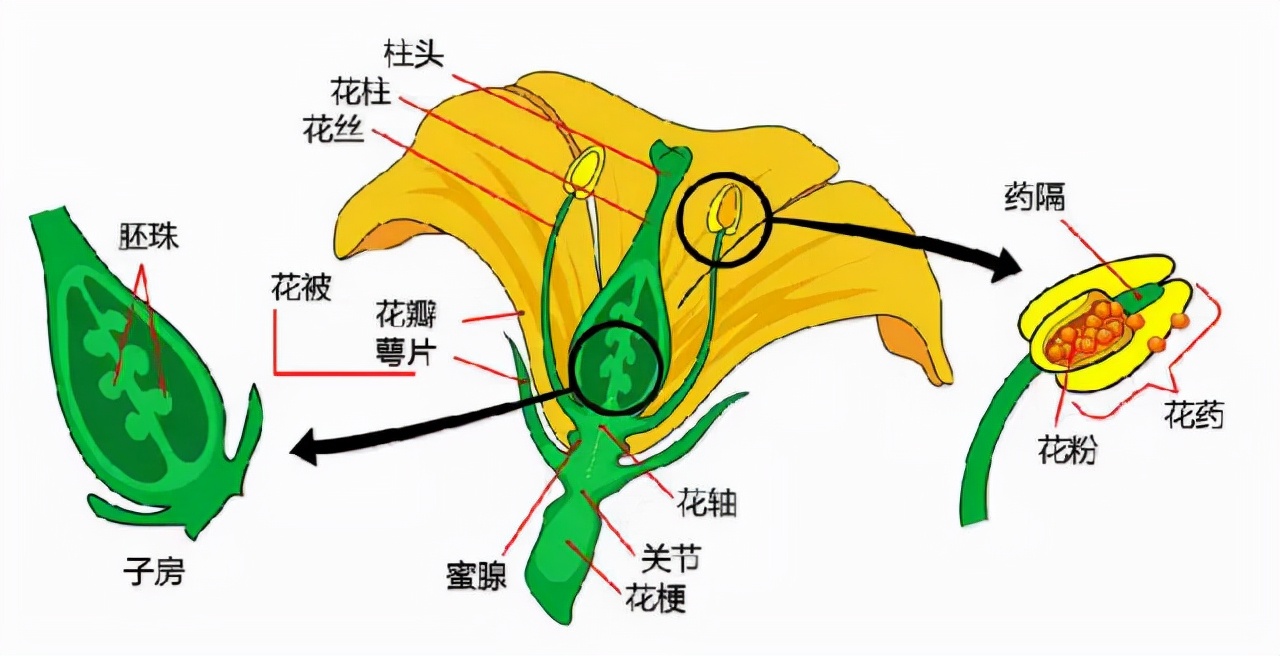 花的基本结构简图（教科书般的植物形态图解）