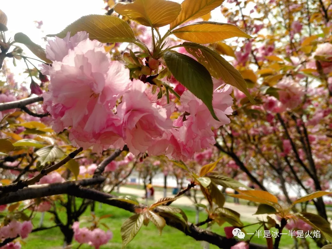 散文：樱花盛放满城春