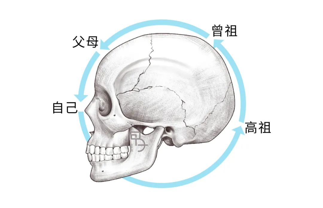 如何用脑科学的方式打开传统骨相学？