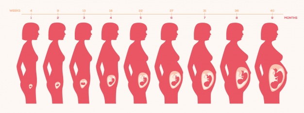 怀孕多少天肚子开始变大(怀孕后几个月开始显怀) 