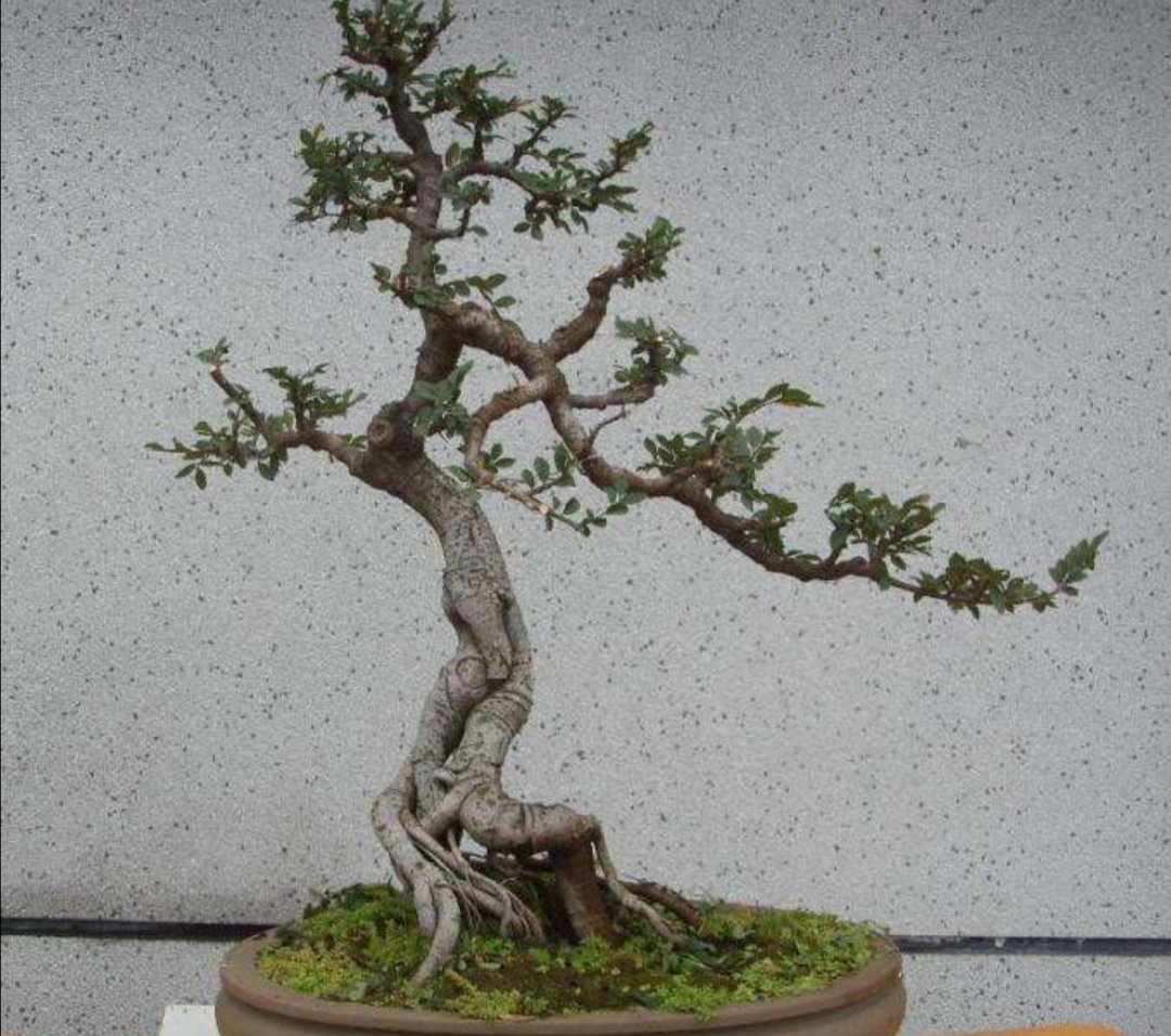 榆树在水肥的作用下枝叶生长得很快,在其生长期间要经常进行修剪造型