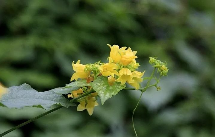 植物名字的有趣故事（那些有趣的植物名字速看）