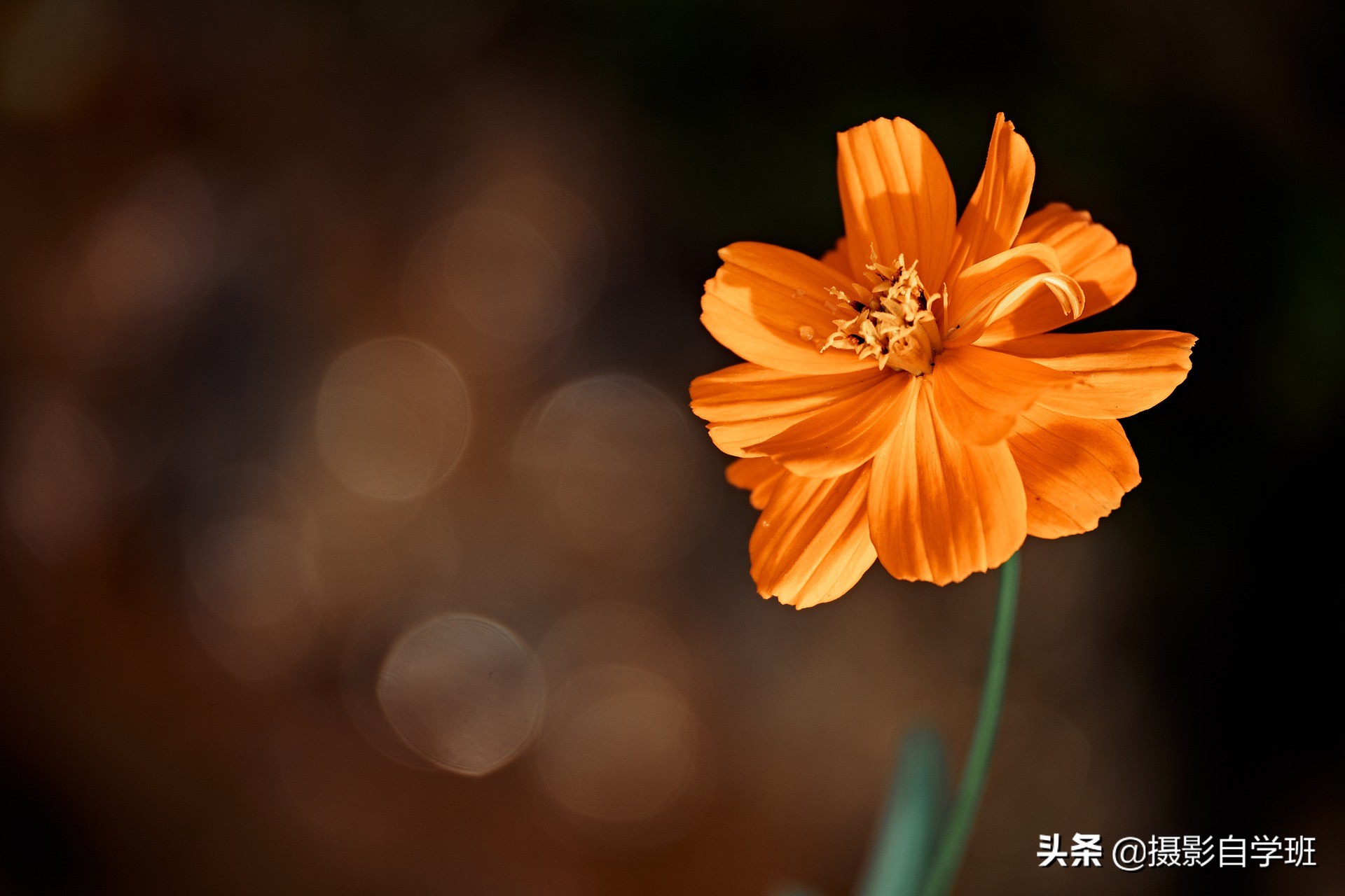 拍美秋天并不难，这6个简单的秋天摄影技巧，帮摄影新手拍美秋天