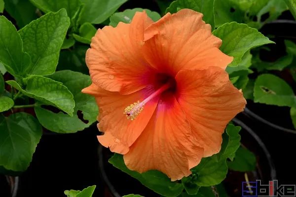 sbike动植物百科:亚洲各国国花大全,详细介绍及美图欣赏