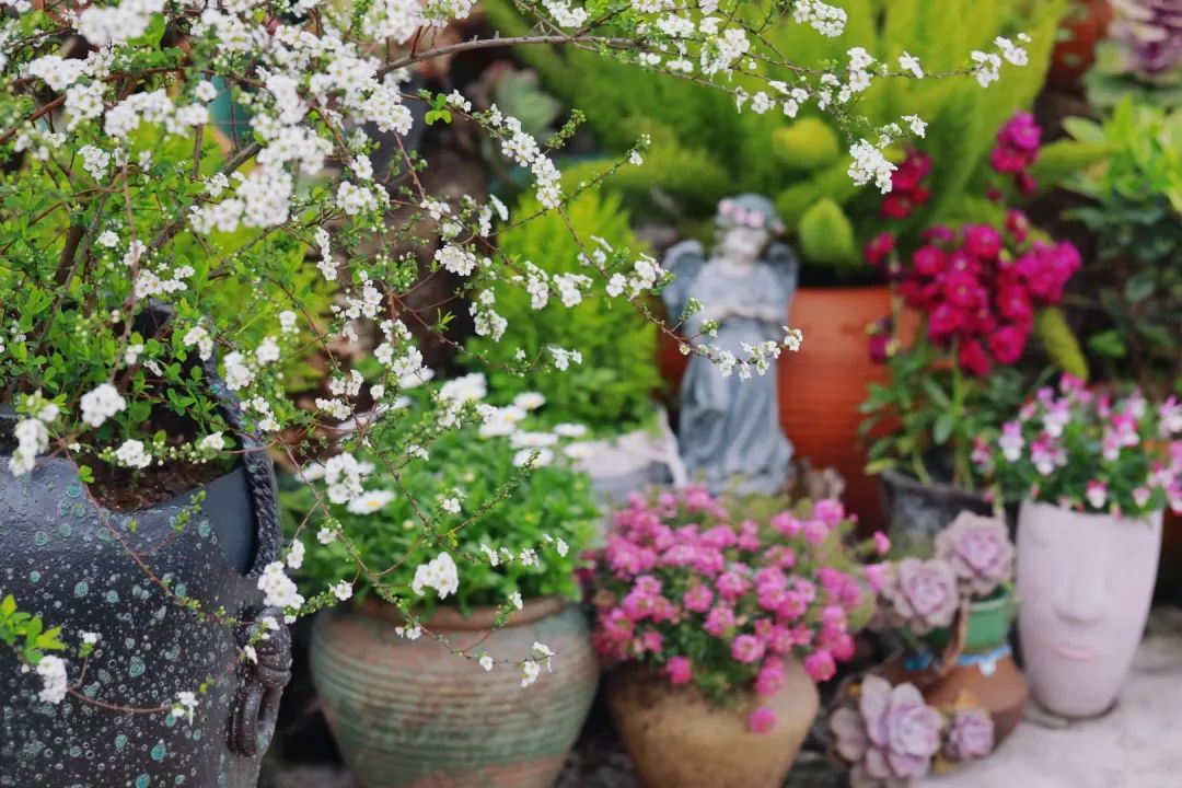 海妈花园访问｜想种花没地方？重庆小学老师在学校楼顶造了座花园